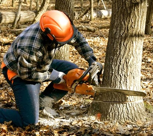 Tree Removal in Alexandria, MN